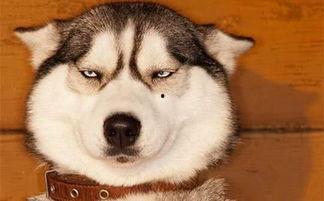 718黑瓜吃料狗头,718黑瓜与吃料狗头的趣味碰撞